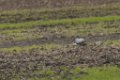 Northern Harrier 2015-11-14_2